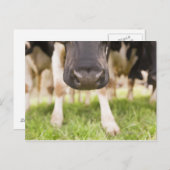 Kuhnase Postkarte (Vorne/Hinten)