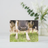 Kuhnase Postkarte (Stehend Vorderseite)