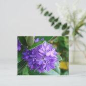 Kühne lila Blume in Clifden, Irland Postkarte (Stehend Vorderseite)