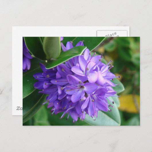 Kühne lila Blume in Clifden, Irland Postkarte (Vorne/Hinten)