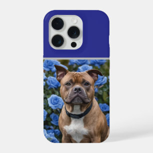 "Kühne Schönheit: Ein brauner Staffy in einem blau iPhone 15 Pro Hülle