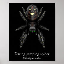 Kühnes Springspinnen-Poster (Halbglanz)