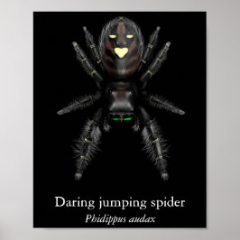 Kühnes Springspinnen-Poster (Halbglanz) Poster