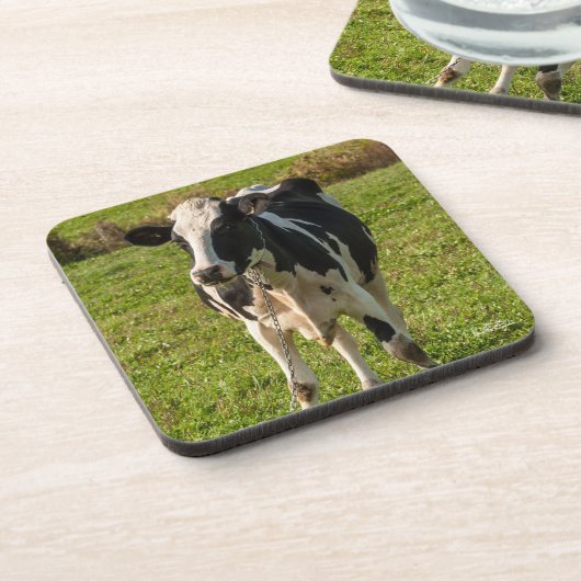 Kuhphoto Untersetzer (Linke Seite)