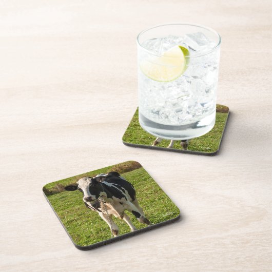 Kuhphoto Untersetzer (Rechte Seite)