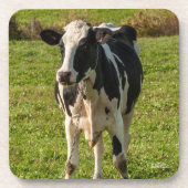 Kuhphoto Untersetzer (Vorderseite)