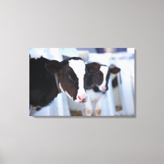 Kuhportrait Leinwanddruck (Vorderseite)