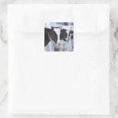 Kuhportrait Quadratischer Aufkleber (Tasche)