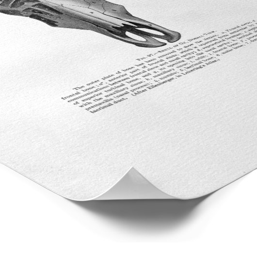 Kuhschädel Anatomie Vintag Poster (Ecke)