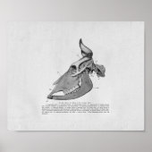 Kuhschädel Anatomie Vintag Poster (Vorne)