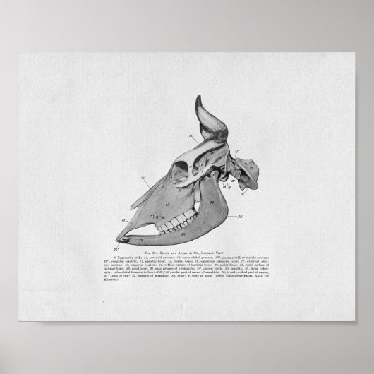 Kuhschädel Anatomie Vintag Poster (Vorne)
