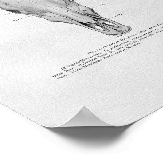 Kuhschädel Anatomie Vintag Poster (Ecke)