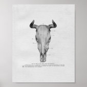 Kuhschädel Anatomie Vintag Poster (Vorne)