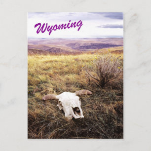 Kuhschädel im ländlichen Wyoming Postkarte