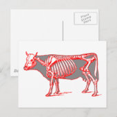 Kuhskelett Postkarte (Vorne/Hinten)