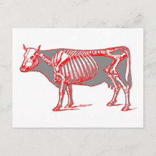 Kuhskelett Postkarte