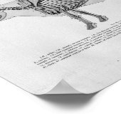Kuhskelettanatomie Vintage Druckausgabe Poster (Ecke)