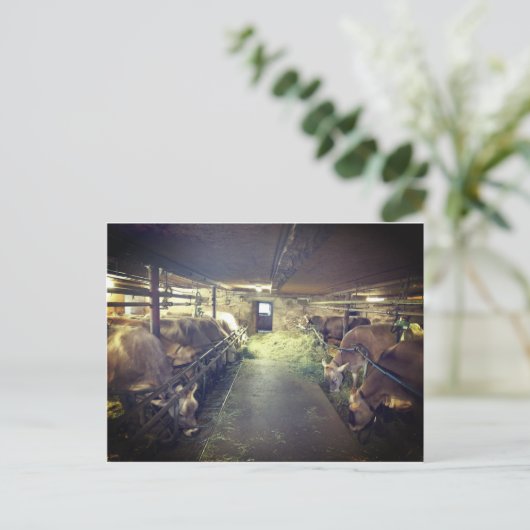 Kuhstall Postkarte (Stehend Vorderseite)