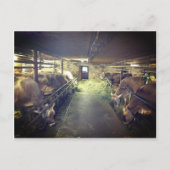 Kuhstall Postkarte (Vorderseite)