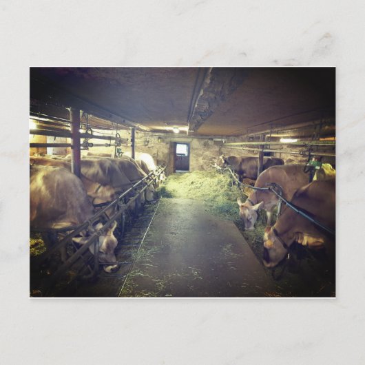 Kuhstall Postkarte (Vorderseite)