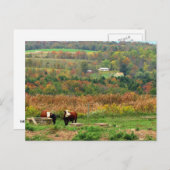Kuhszene Postkarte (Vorne/Hinten)