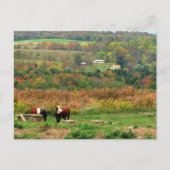 Kuhszene Postkarte (Vorderseite)