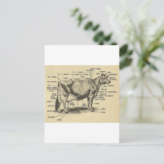 Kuhteile Postkarte (Stehend Vorderseite)