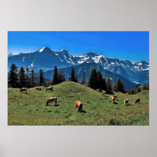 Kuhweide in den Alpen Poster
