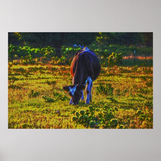Kuhweiden in Texas Holstein Art Poster (Vorne)