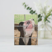 KuhZunge Postkarte (Stehend Vorderseite)