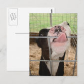KuhZunge Postkarte (Vorne/Hinten)