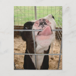 KuhZunge Postkarte