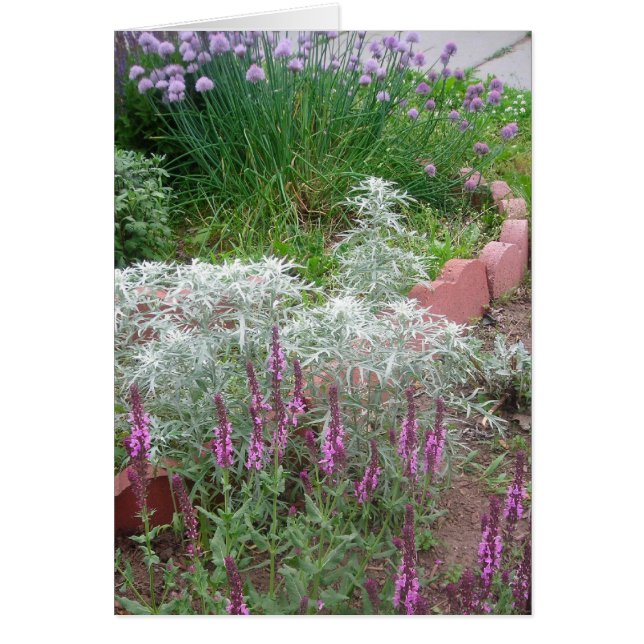 Küken, Artemesia und Salvia (Vorne)