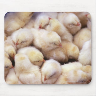 Küken, Brut der Hühner Mousepad