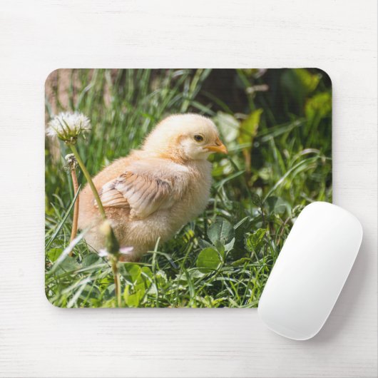 Küken, Huhn, Geflügel Mousepad (Mit Mouse)