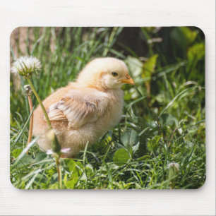 Küken, Huhn, Geflügel Mousepad