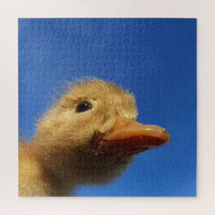 Küken,Huhn, Tier, Küken, Vogel, Bauernhof, süß, Puzzle
