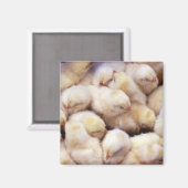 Küken, Hühnerbrühe Magnet (Vorderseite/Rückseite)