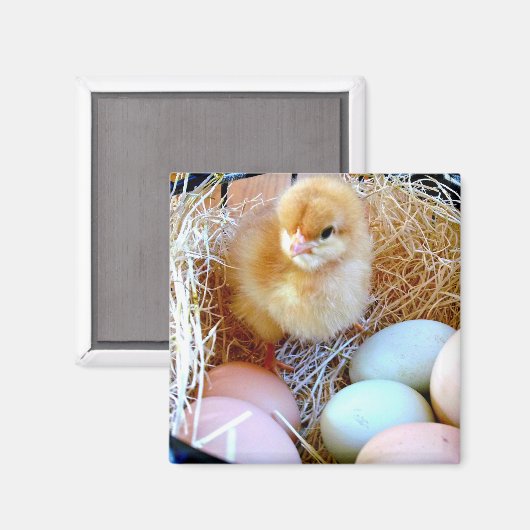 Küken im Korb mit Eiern. Osterkorb. Magnet (Vorderseite/Rückseite)