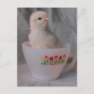Küken in einer antiken Teetasse Postkarte