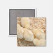 Küken Magnet (Vorderseite/Rückseite)