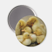 Küken Magnet (Vorderseite/Rückseite)