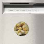 Küken Magnet (In Situ (Geschirrspüler))