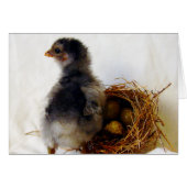 Küken mit Nest (Vorderseite (Horizontal))