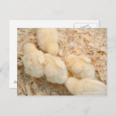 Küken Postkarte (Vorne/Hinten)