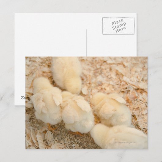 Küken Postkarte (Vorne/Hinten)