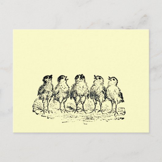 Küken Postkarte (Vorderseite)