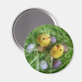 Küken und Eier Magnet (Vorderseite/Rückseite)