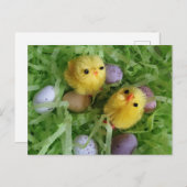 Küken und Eier Postkarte (Vorne/Hinten)