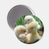 Küken und Enkeln Magnet (Vorderseite/Rückseite)